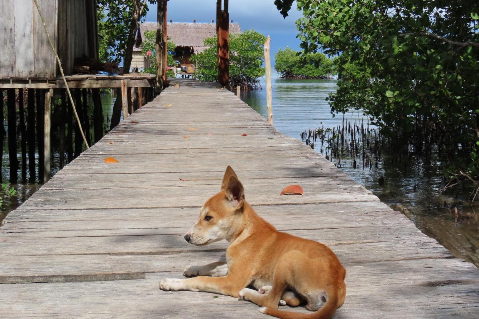 Nyanse Homestay - Raja Ampat Besir Exteriör bild